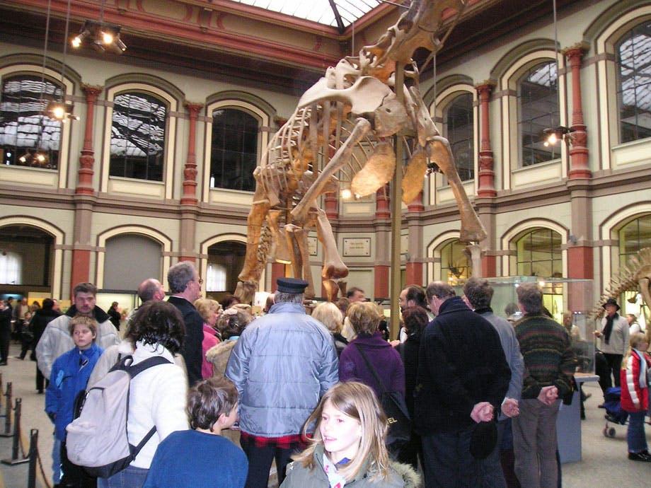 Eine Gruppe von Menschen betrachtet ein Dinosaurierskelett
